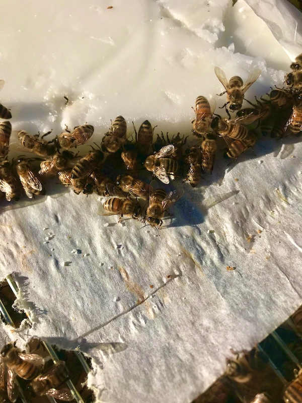 Honey bees eating fondant in a bee colony