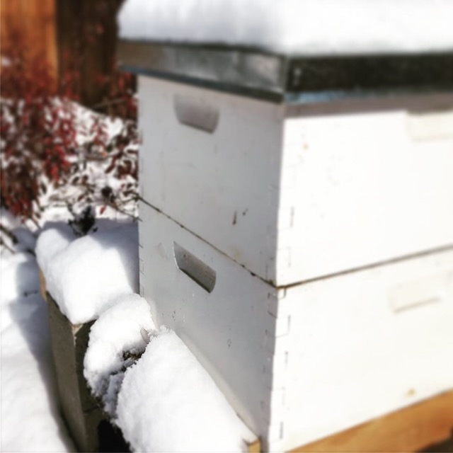 beehive with snow covering the lid and entrance